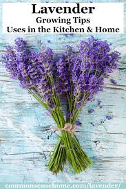 Select a good sandy potting mix that easily drains water and fill the pot three quarters full. Lavender Plants Growing Tips Uses In The Kitchen And Home