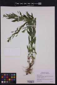 Image result for Limosella capensis