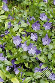 Bodendecker Immergrun In 2020 Bodendecker Immergrun Bodendecker Winterhart Bodendecker