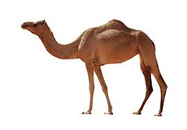 Dromedary definition and meaning | Collins English Dictionary