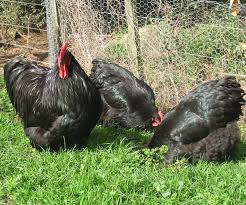 Blue orpington chickens are gorgeous balls of fluff. Black Orpington