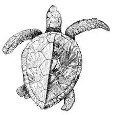 Drawn Creature Marine Animal 12 Png 1772 1789 Sea Creatures Drawing Underwater Drawing Sea Turtle Art