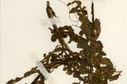 Image result for Rotala tenella