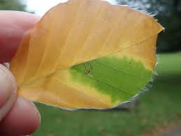 Image result for Stigmella tityrella