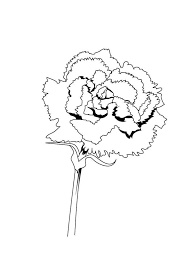 Carnation Flower Coloring Pages Download And Print Carnation Flower Coloring Pages Rose Coloring Pages Flower Coloring Pages Coloring Pages