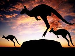 Kangaroo S At Sunset Uluru National Park Desktop Nexus Wallpapers Australia Kangaroo Australia Wallpaper Pet Birds