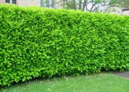 Check spelling or type a new query. Instant Mature Hedging Caragh Nurseries
