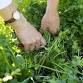 11-19-2025  Herbs - Spice up your cool weather event image