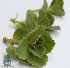 Image result for Coleus neochilus