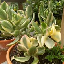 Image result for Crassula vaginata