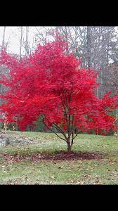 Genus Acer Species Palmatum Common Red Leaf Japanese Maple H 10 25 W 10 25 Z 5 8 Landscape Drawings Tree Japanese Maple