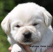 At twin lakes kennel, we have been breeding and training world class labrador retrievers for almost forty years. Labrador Puppies For Sale Mn Lab Puppies Minneapolis Lab Pups Mn Welcome Home Labs Located In Minnesota Labrador Puppies For Sale Puppies Labrador