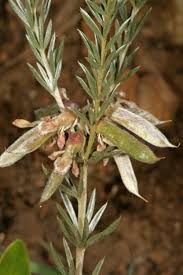 Image result for Pearsonia