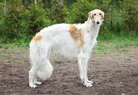 It used to be called a russian wolf hound. 10 Elegant Facts About The Borzoi Mental Floss