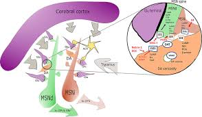 In 2006, fidel castro yielded power over cuba to his younger brother raul, making him the first new president of the island nation in nearly five decades. Frontiers Dopamine Receptor Subtypes Physiology And Pharmacology New Ligands And Concepts In Schizophrenia Pharmacology