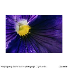 Purple Pansy Flower Macro Photograph Elegant Poster Zazzle Com Pansies Flowers Purple Pansy Flowers Photography