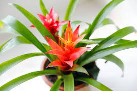 10 Sculptural Houseplants That Add Character To Any Space Indoor Flowering Plants Flowering House Plants Plant Care Houseplant