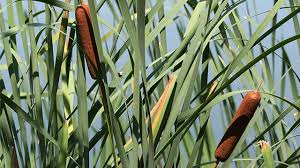 Tanaman ekor kucing (typha latifolia). Tanaman Ekor Kucing Penyerap Limbah Yang Ampuh Greeners Co