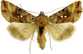 Image result for Autographa macrogamma