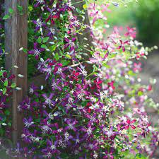 Клематис хоши но фламенко на размножении. Clematis Sweet Summer Love White Flower Farm