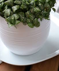 Jul 02, 2021 · jade plants are toxic to cats, dogs, and other animals. How To Care For Your Nerve Plant Fittonia House Plant Info