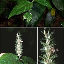 Image result for Justicia anagalloides