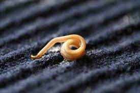 Rawatan tradisional wujud sebagai alternatif kepada perubatan moden. Pinworms Rawatan Ubat Ubat Cacing Kerawit Untuk Kanak Kanak