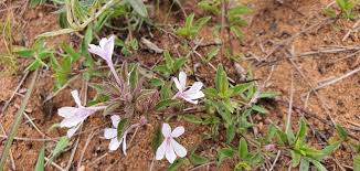 Image result for Oxygonum dregeanum