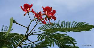 Not declared or considered noxious by any state government authorities. Delonix Regia