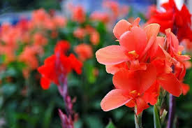 We All Enjoy The Look And Smell Of Flowers But Did You Know That Each Flower Has Its Own Meaning Learn Flower Meanings Birth Month Flowers Beautiful Flowers