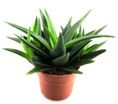 Image result for Aloe