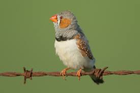 We did not find results for: Zebra Finch Wikipedia