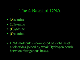 Which pair of nitrogenous bases will form a bond in a dna molecule? Dna Ppt Download