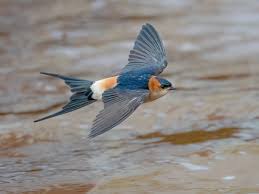 Image result for Crepidorhopalon flavus