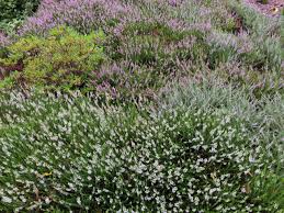 Image result for Calluna vulgaris
