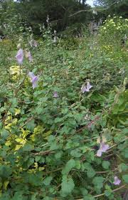 Image result for Ceratotheca triloba