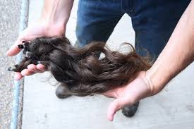 Stort urval av boendealternativ för resan. Reptile Gardens Wrangler Gets Haircut From Back Of Alligator News Rapidcityjournal Com