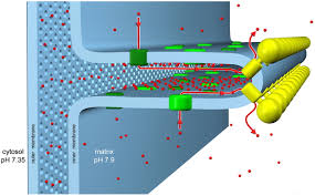 H + ions (protons) flow through a special tunnel in atp synthase, as the. Macromolecular Organization Of Atp Synthase And Complex I In Whole Mitochondria Pnas