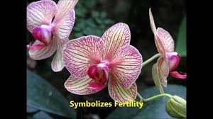 Awesome Orchid Flower Meaning In Tamil And Description Awesome Description Flower Meaning Orchid Tamil Awesom In 2020 Flower Meanings Orchid Meaning Orchid Flower