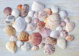 Curious Collectors Of Clam Shells Identification And