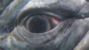 Regardless, hauser is grateful for the whale's massive. The Eye Of The Whale Youtube
