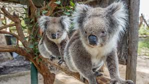 Koalas rescued from fire grounds have been brought back to the hospital for treatment. Travel To Australia With Journey South Travel Personally Tailored Packages
