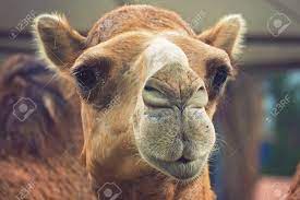Over 30,986 camel pictures to choose from, with no signup needed. Close Up On Camel Funny Cute Face Stock Photo Picture And Royalty Free Image Image 102551309