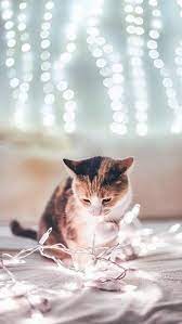 خلفيات قطط كيوت 2019 صور قطط للبنات رائعة 2020 فوتوجرافر cute baby cats cats baby cats