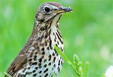 Unsere 40 Haufigsten Gartenvogel Kurz Vorgestellt Nabu In 2020 Singdrossel Vogel Im Garten Susse Tiere Bilder