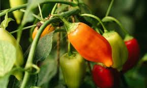 We did not find results for: Peperoncini Che Non Sono Piccanti Coltivazione Di Diversi Tipi Di Peperoni Dolci Il Giardino Commestible