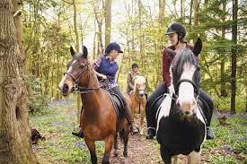 Download Common Questions Answered About Riding Horses
