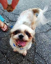 Please feel free to contact us to talk about the akc registered, show quality puppies (multiple litters) who were born between feb and april in virginia beach. Virginia Beach Va Shih Tzu Meet Pepper A Pet For Adoption