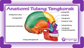 We did not find results for: Anatomi Tulang Tengkorak Manusia Bagian Dan Fungsi Penjelasannya Paling Lengkap Ilmu Pengetahuan Alam Ipa