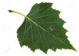Check spelling or type a new query. Green Leaf Of Birch Tree Betula Pendula Silver Birch Warty Stock Photo Picture And Royalty Free Image Image 58811625